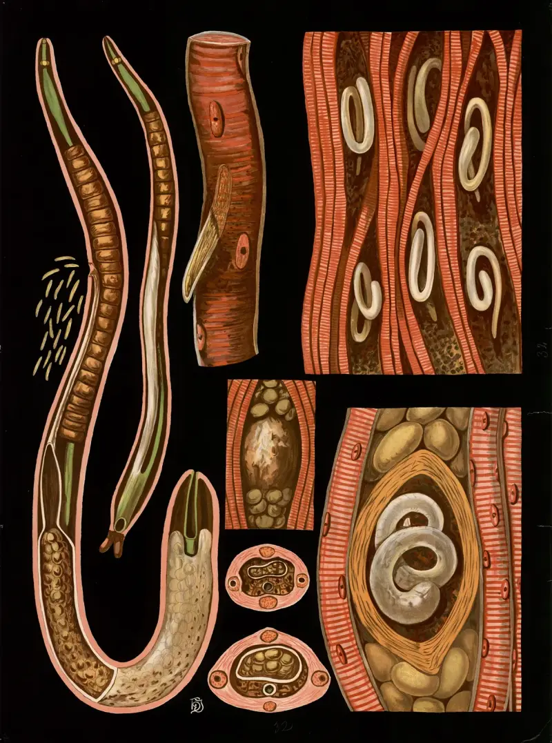 Trichinella spiralis, Gottlieb von Koch