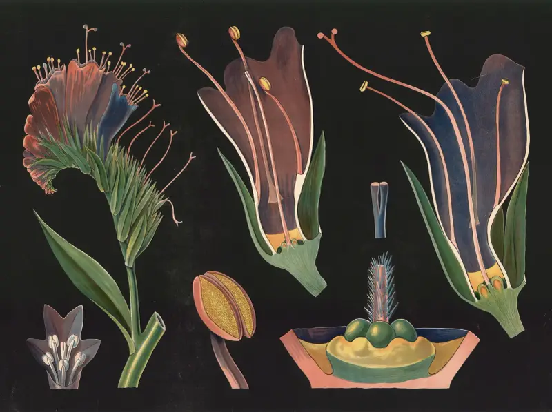 Hadinec obecný (Echium vulgare), Gottlieb von Koch
