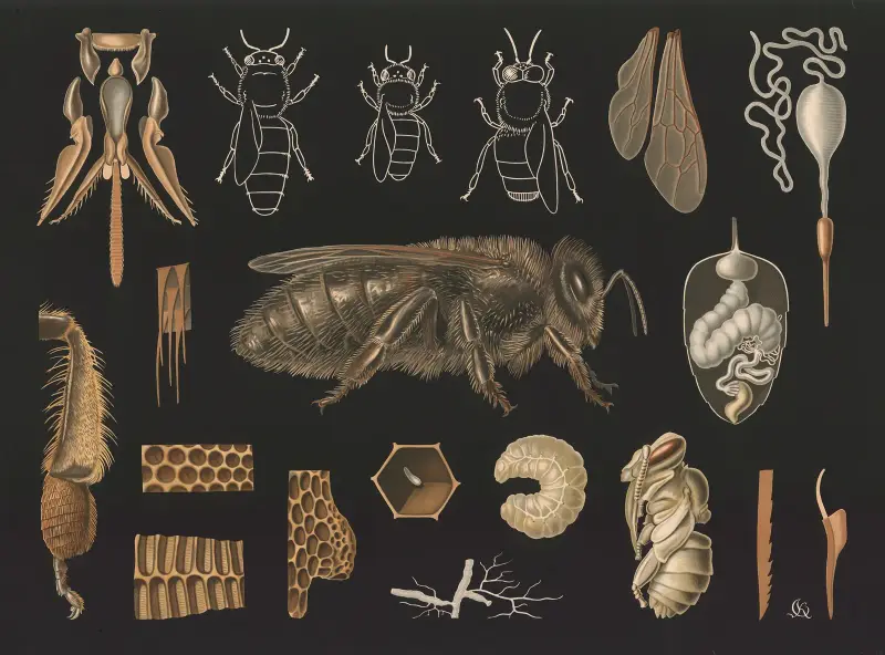 Pszczoła miodna (Apis mellifera), Gottlieb von Koch
