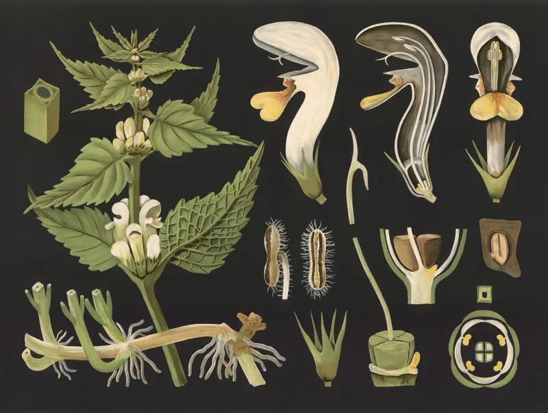 Jasnota biała (Lamium album), Gottlieb von Koch
