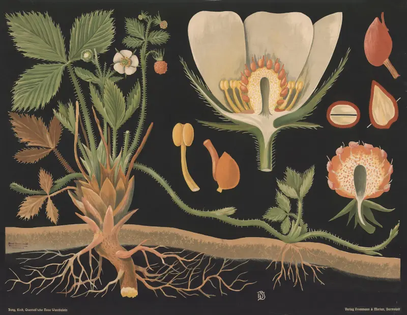 Jahodník obecný (Fragaria vesca), Gottlieb von Koch