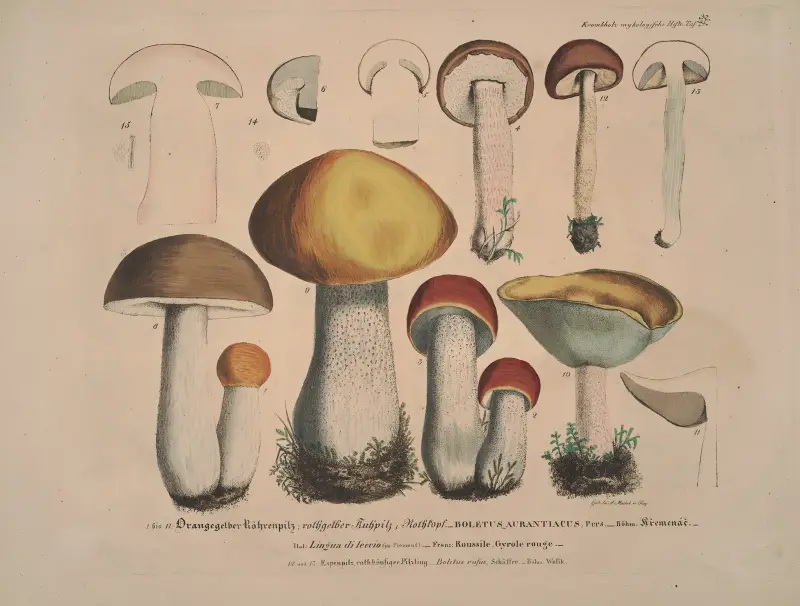 Wierne naturze wizerunki i opisy grzybów jadalnych, szkodliwych i podejrzanych, tabl. 32, Julius Vincenz von Krombholz