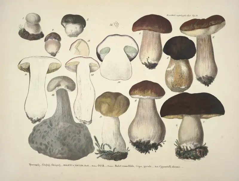 Wierne naturze wizerunki i opisy grzybów jadalnych, szkodliwych i podejrzanych, tabl. 31, Julius Vincenz von Krombholz