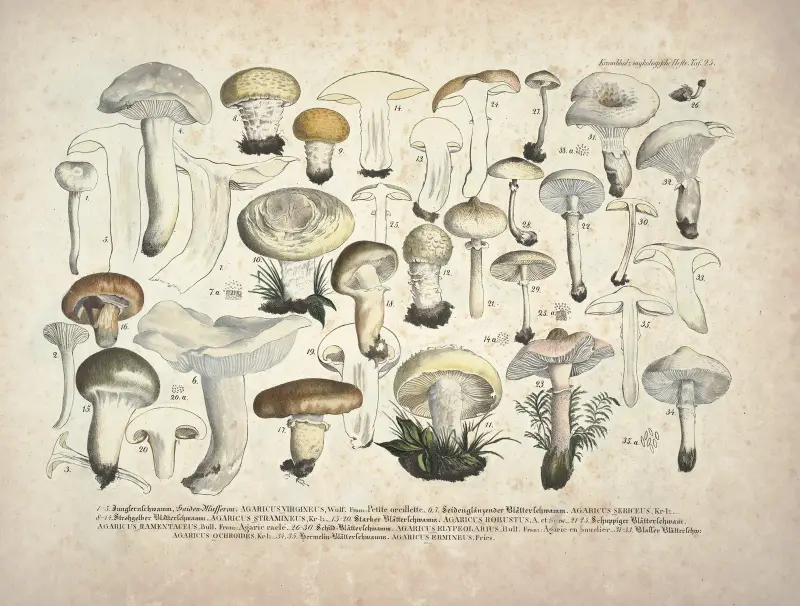Naturgetreue Abbildungen und Beschreibungen der essbaren, schädlichen und verdächtigen Schwämme, Taf. 25 von Julius Vincenz von Krombholz