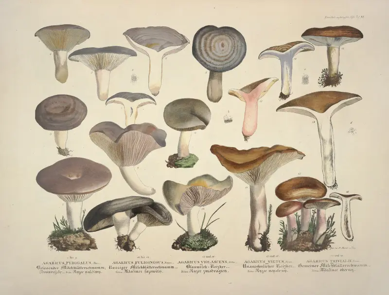 Naturgetreue Abbildungen und Beschreibungen der essbaren, schädlichen und verdächtigen Schwämme, Tafel 14 von Julius Vincenz von Krombholz