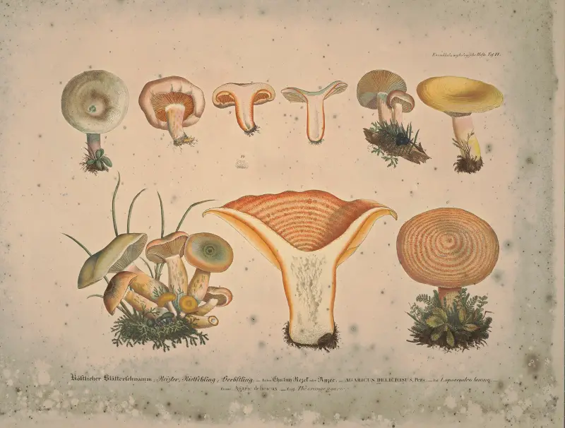 Naturgetreue Abbildungen und Beschreibungen der essbaren, schädlichen und verdächtigen Schwämme, Tafel 11 von Julius Vincenz von Krombholz