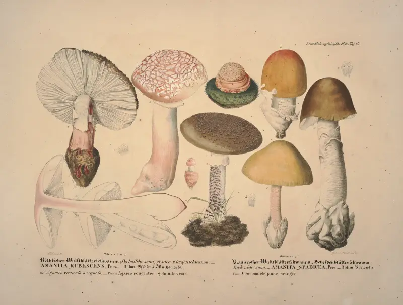 Naturtrogna avbildningar och beskrivningar av ätliga, skadliga och misstänkta svampar, plansch 10 av Julius Vincenz von Krombholz