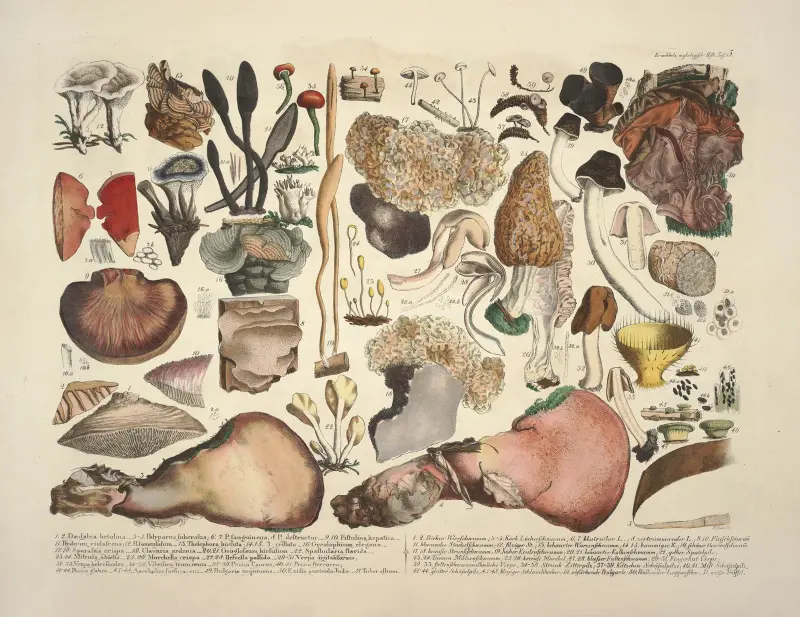 Naturtrogna avbildningar och beskrivningar av ätliga, skadliga och misstänkta svampar, plansch 5 av Julius Vincenz von Krombholz