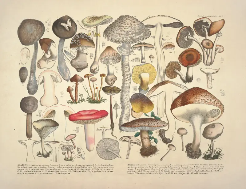 Naturgetreue Abbildungen und Beschreibungen der essbaren, schädlichen und verdächtigen Schwämme Pl. 01 von Julius Vincenz von Krombholz