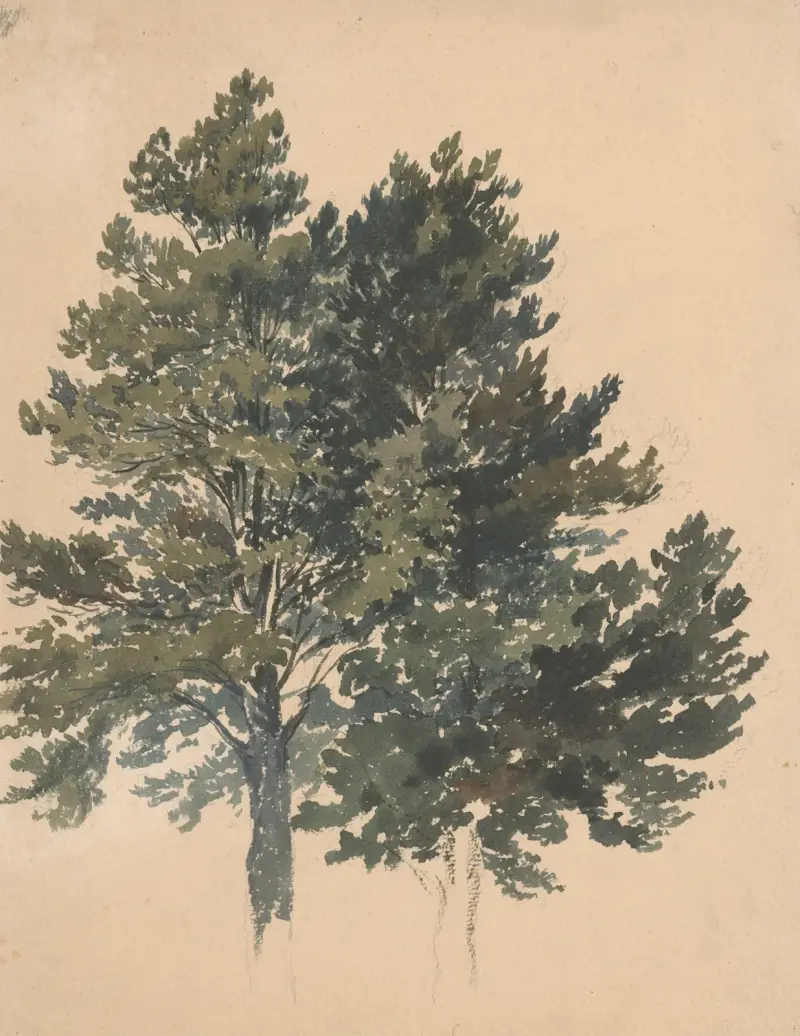Studium korony drzewa, Friedrich Carl von Scheidlin