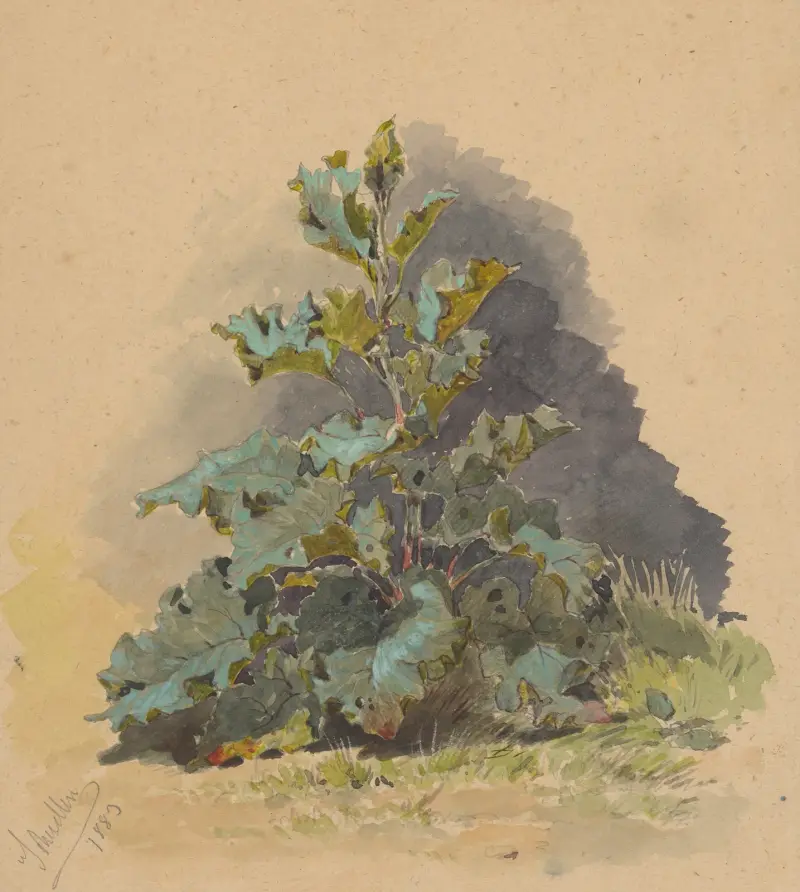 Study of Broadleaved Plant av Friedrich Carl von Scheidlin