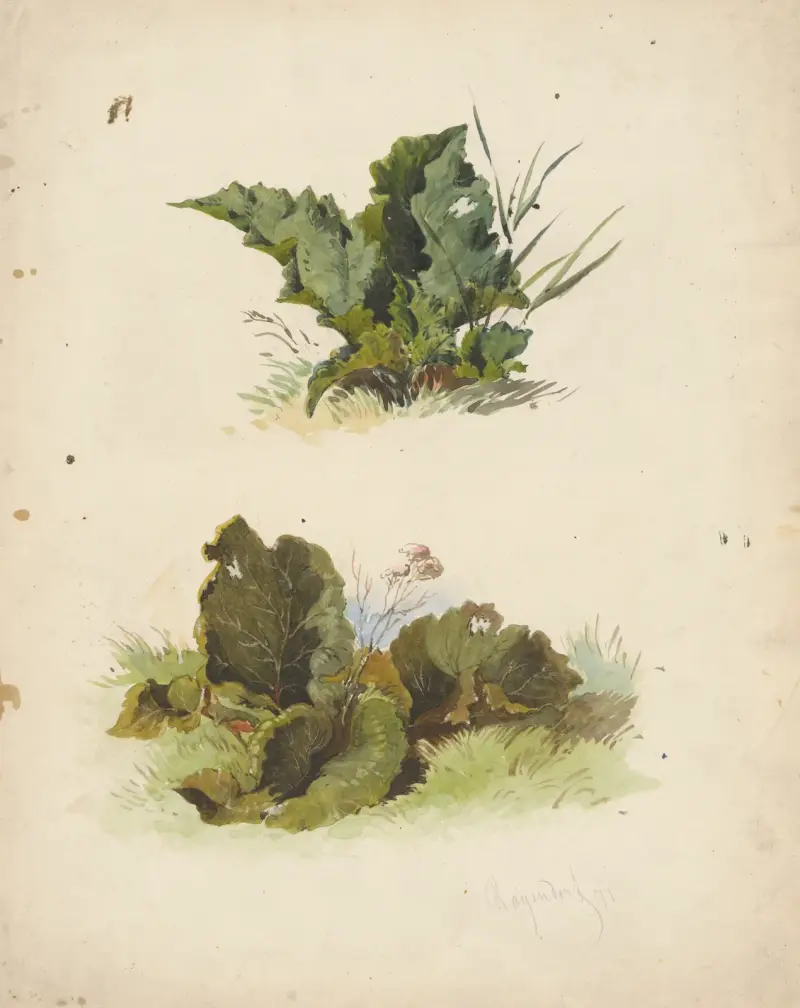 Studie breitblättriger Pflanzen von Friedrich Carl von Scheidlin