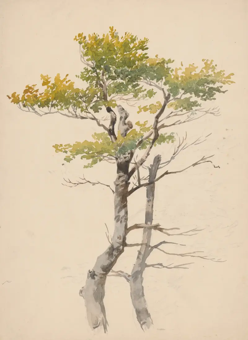 Studie eines Laubbaums von Friedrich Carl von Scheidlin