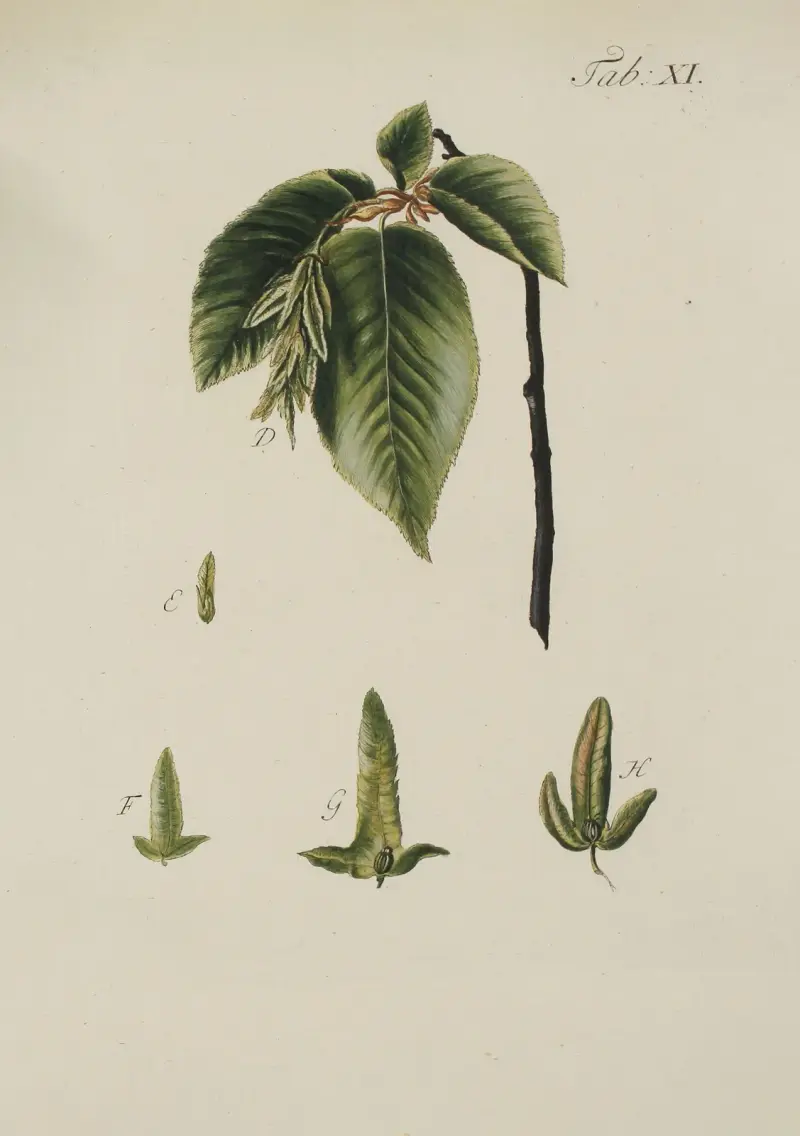 Abbildung der wilden Bäume, Stauden und Buschgewächse Pl.045 av Carl Christoph Oelhafen von Schöllenbach