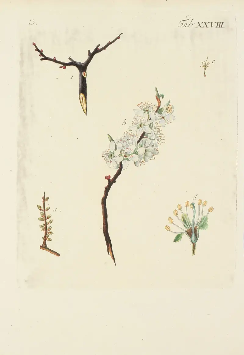 Ilustracja dzikich drzew, krzewów i roślin zaroślowych, tabl. 139, Carl Christoph Oelhafen von Schöllenbach