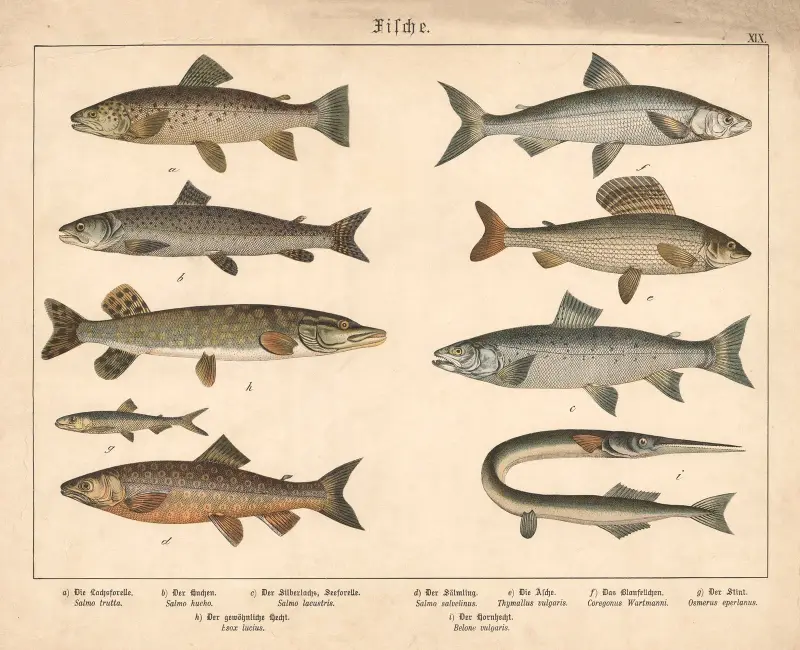 Fiskar. a) Laxöring, b) Huchen, c) Silverlax, insjööring av Gotthilf Heinrich von Schubert