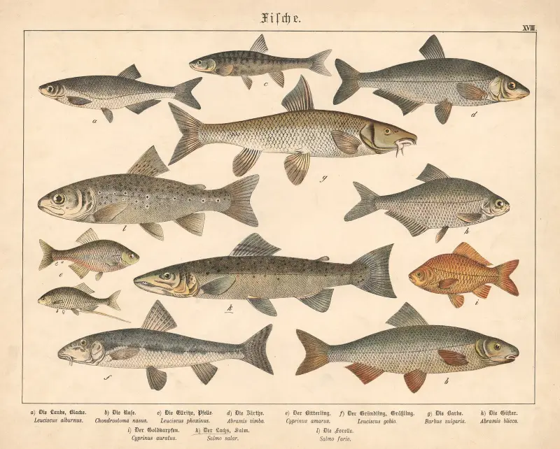 Fiskar. a) Löja, b) Näsling, c) Ellritsa, d) Färna, e) Bitterling, f) Sandkrypare av Gotthilf Heinrich von Schubert