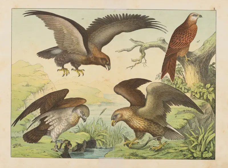 Fåglarnas naturalhistoria, plansch 02 av Gotthilf Heinrich von Schubert