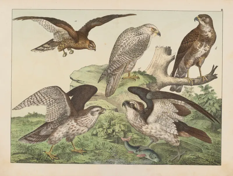 Naturgeschichte der Vögel, Tafel 3 von Gotthilf Heinrich von Schubert