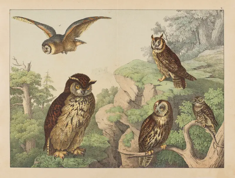 Naturgeschichte der Vögel, Tafel 5 von Gotthilf Heinrich von Schubert