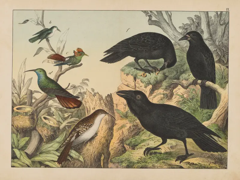 Historia naturalna ptaków (Natural history of birds) Pl.09, Gotthilf Heinrich von Schubert