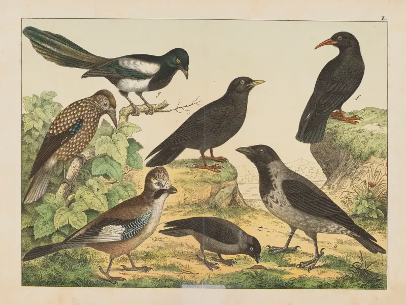 Fåglarnas naturalhistoria, plansch 10 av Gotthilf Heinrich von Schubert
