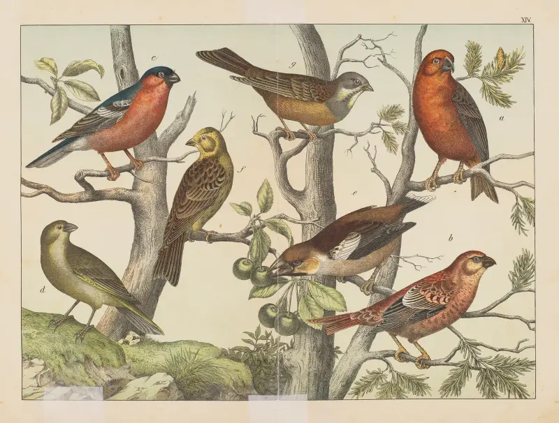 Fåglarnas naturalhistoria, plansch 14 av Gotthilf Heinrich von Schubert