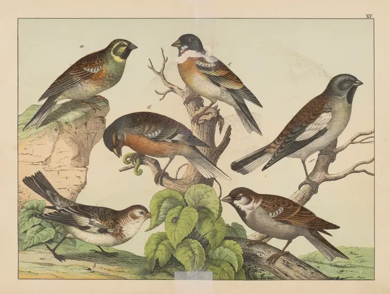 Naturgeschichte der Vögel, Tafel 15 von Gotthilf Heinrich von Schubert
