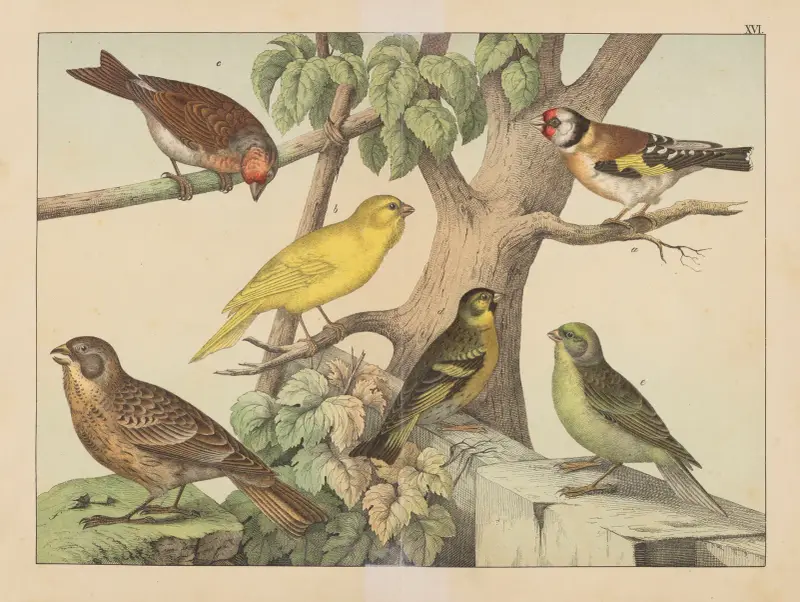 Historia naturalna ptaków (Natural history of birds) Pl.16, Gotthilf Heinrich von Schubert