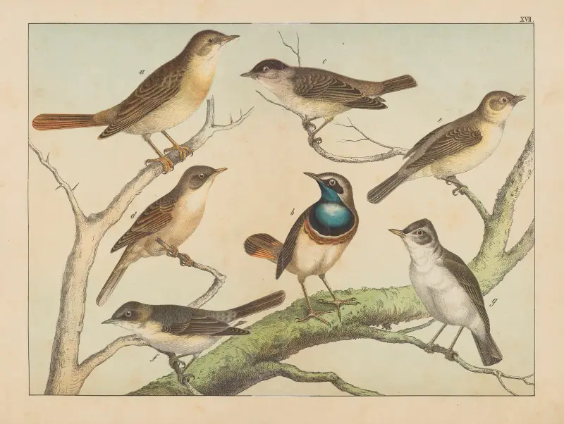 Fåglarnas naturalhistoria, plansch 17 av Gotthilf Heinrich von Schubert