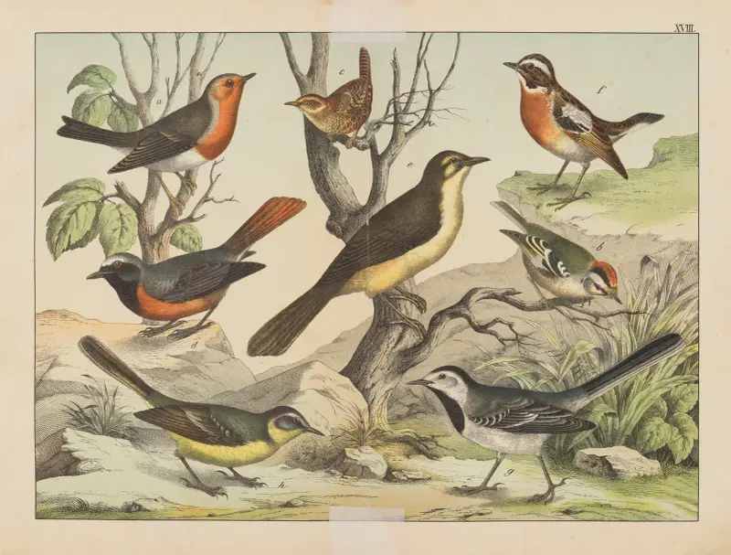 Fåglarnas naturalhistoria, plansch 18 av Gotthilf Heinrich von Schubert