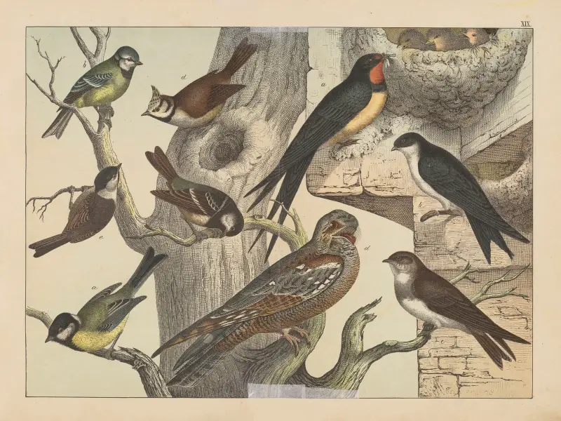 Naturgeschichte der Vögel, Tafel 19 von Gotthilf Heinrich von Schubert