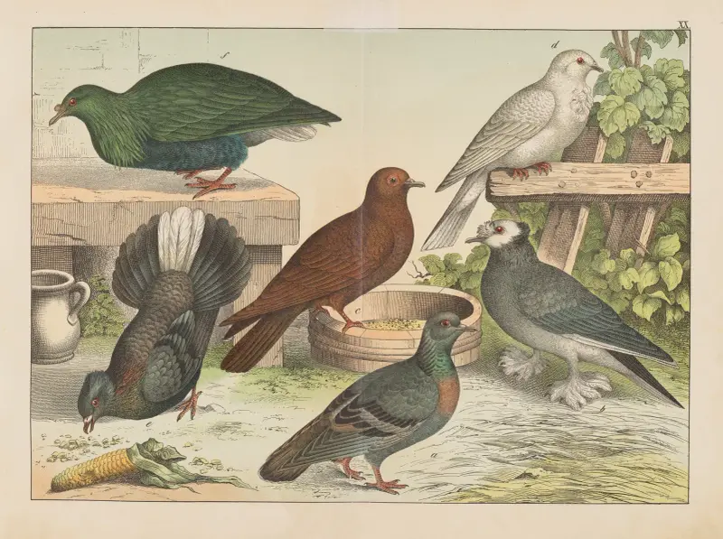 Fåglarnas naturalhistoria, plansch 20 av Gotthilf Heinrich von Schubert