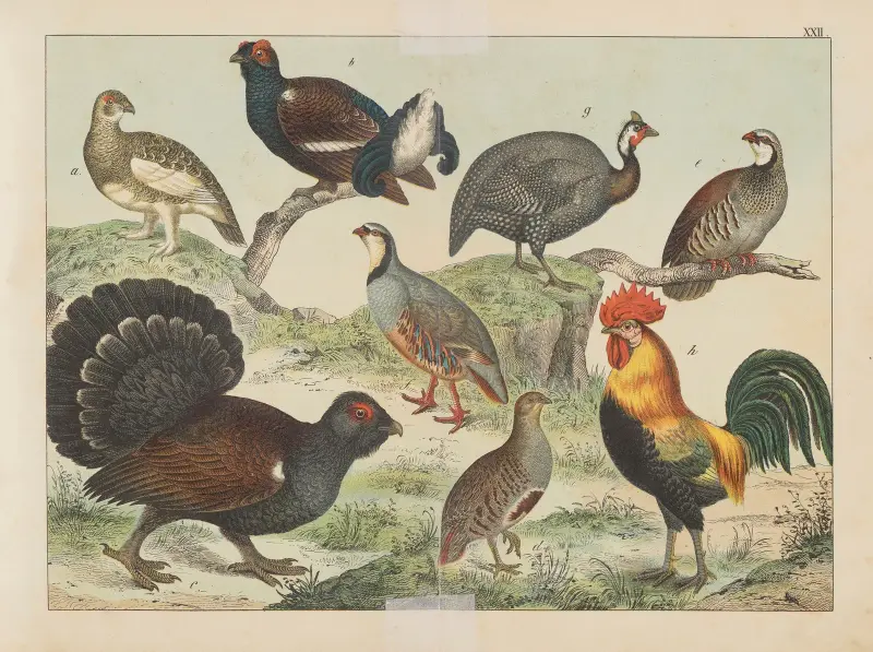Naturgeschichte der Vögel, Tafel 22 von Gotthilf Heinrich von Schubert