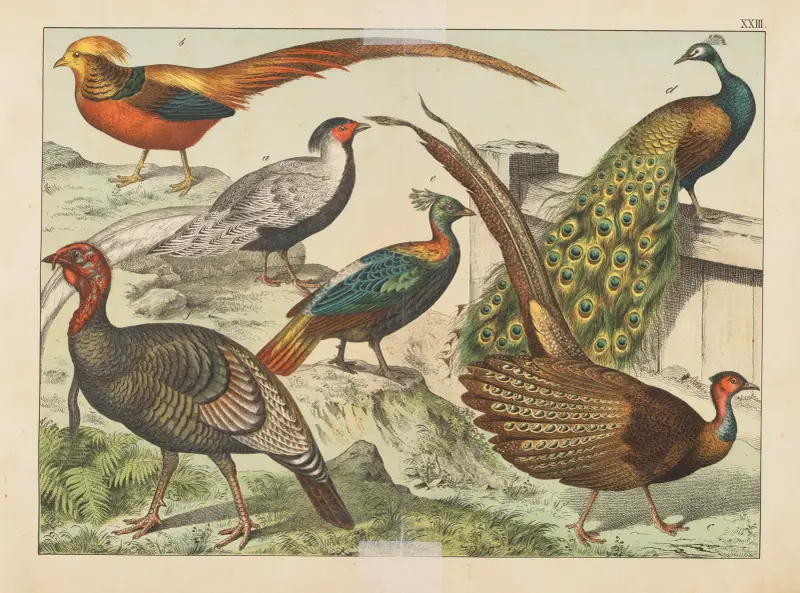 Naturgeschichte der Vögel, Tafel 23 von Gotthilf Heinrich von Schubert