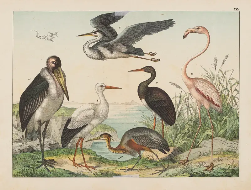 Naturgeschichte der Vögel, Tafel 25 von Gotthilf Heinrich von Schubert
