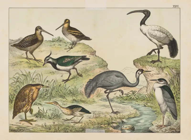 Naturgeschichte der Vögel, Tafel 26 von Gotthilf Heinrich von Schubert