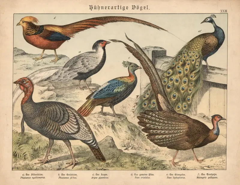 Hühnervögel. a) Der Silberfasan, b) Der Goldfasan, c) Der Argus, d) Der gemeine Pfau, e) Der Glanzpfau, f) Der Truthahn von Gotthilf Heinrich von Schubert