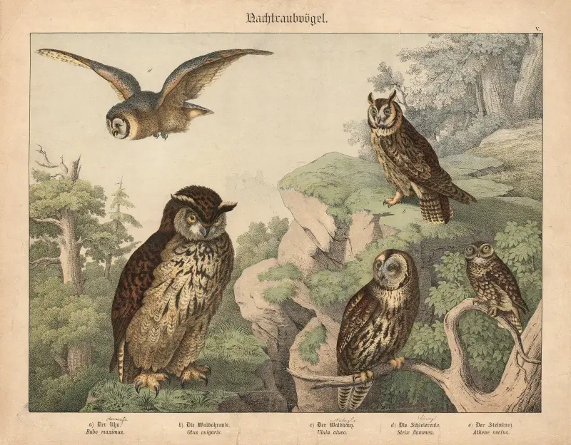 Nachtraubvögel. a) Der Uhu. b) Die Waldohreule, c) Der Waldkauz, d) Die Schleiereule, e) Der Steinkauz von Gotthilf Heinrich von Schubert