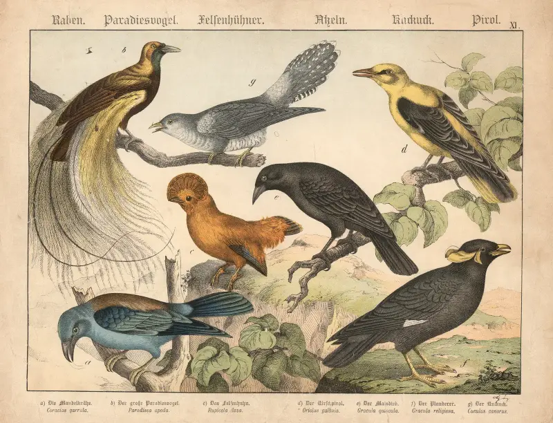 Raben, Paradiesvogel, Felsenhühner, Asseln, Kurkurk, Pirol von Gotthilf Heinrich von Schubert