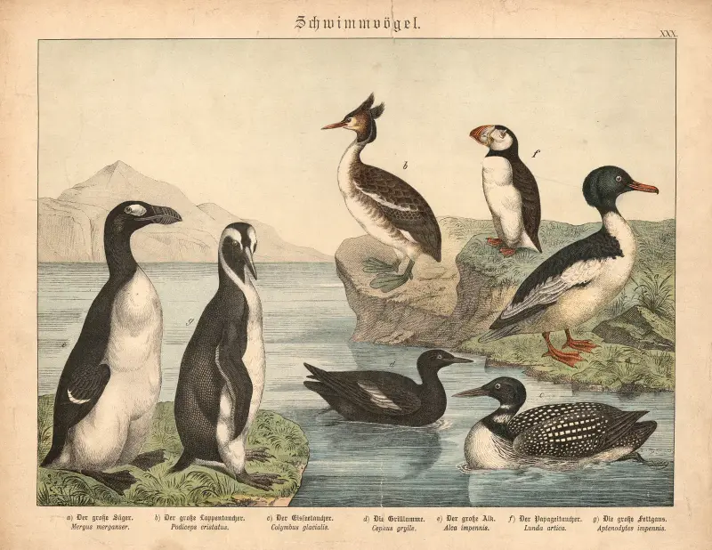 Schwimmvögel – nr 2 av Gotthilf Heinrich von Schubert