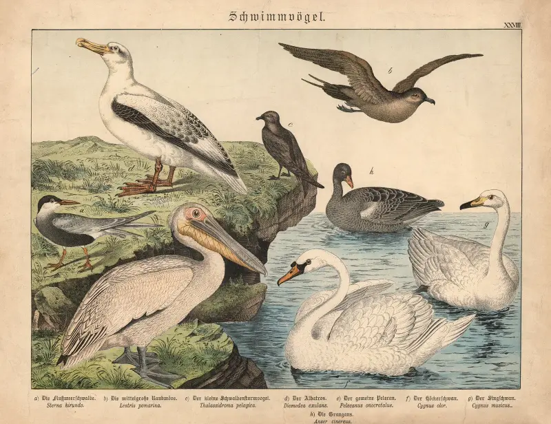 Schwimmvögel – nr 1 av Gotthilf Heinrich von Schubert