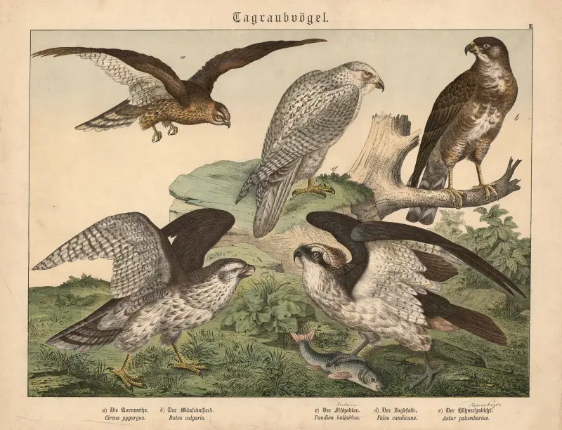 Tagraubvögel. a) Die Kornweihe, b) Der Mäusebussard, c) Der Fischadler, d) Der Jagdfalk, e) Der Hühnerhabicht von Gotthilf Heinrich von Schubert