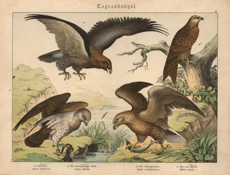 Greifvögel. a) Der Steinadler, b) Der weißschwänzige Adler, c) Der Schlangenadler, d) Der rote Milan von Gotthilf Heinrich von Schubert