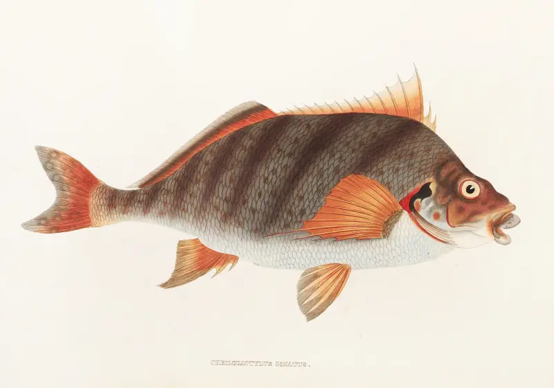 Fauna japonica, plansch 42 av Philipp Franz Balthasar von Siebold
