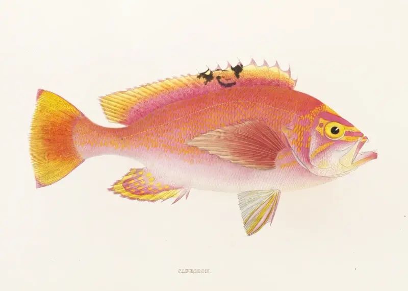 Fauna japonica, plansch 43 av Philipp Franz Balthasar von Siebold