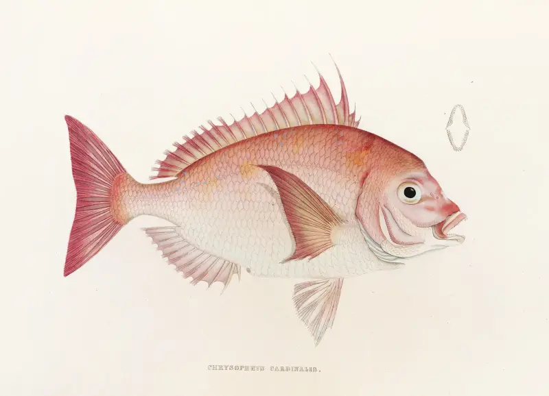 Fauna japonica, plansch 46 av Philipp Franz Balthasar von Siebold