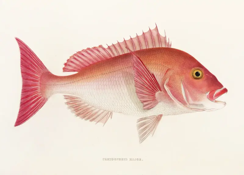 Fauna japonica Pl.048 av Philipp Franz Balthasar von Siebold