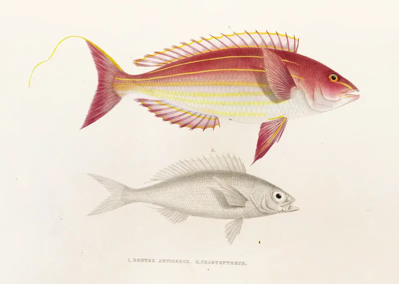 Fauna japonica, plansch 50 av Philipp Franz Balthasar von Siebold