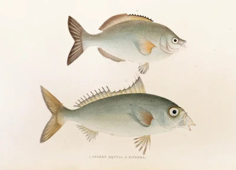 Fauna japonica, plansch 53 av Philipp Franz Balthasar von Siebold